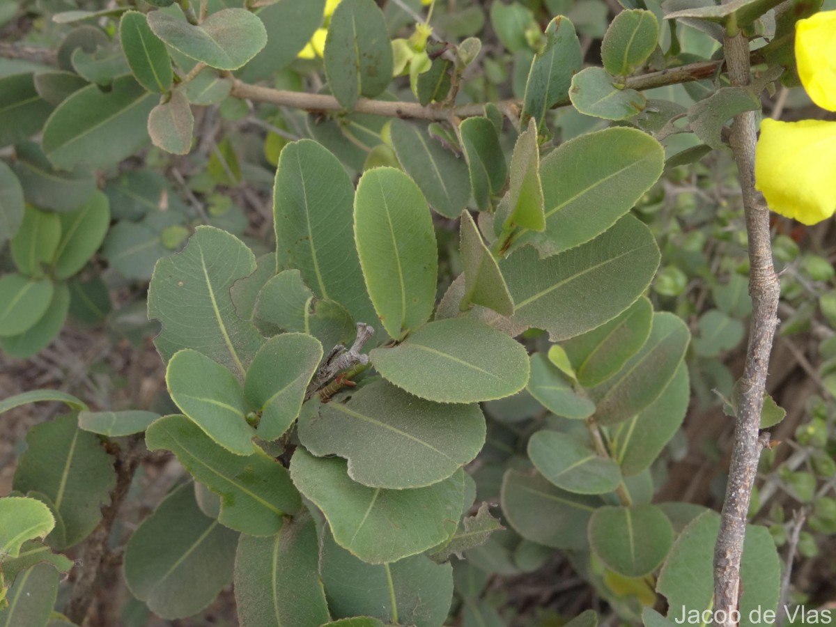 Ochna obtusata DC.